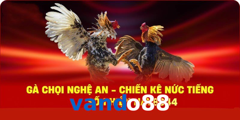 Gà Chọi Nghệ An – Chiến Kê Nức Tiếng Số 1 Hiện Nay